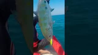 Giant trevally (RINTIK) #shorts #fishing #gopro #gianttrevally