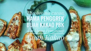 Penggerek Buah Kakao PBK dan Penghisap Buah Kakao