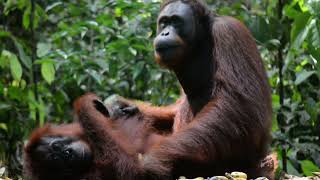 Bornean orangutans are highly sexually dimorphic  PART 2