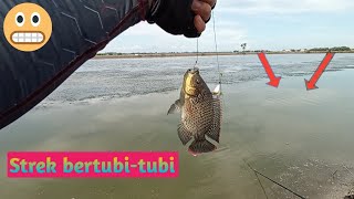 STREK BERTUBI-TUBI || CUKUP BUAT MAKAN SEMINGGU || MANCING MUJAER TAMBAK