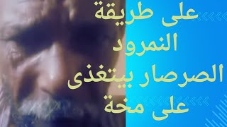 عم محمود بيصرخ فى صرصار دخل فى ودنى وعايش وبيأكل فى مخى حد يغثنى ياهووو٥ أغسطس ٢٠٢٤