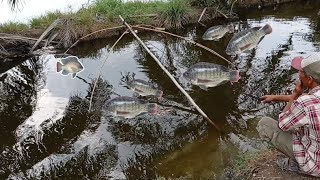 Tangkap ikan : Nangkul ikan di parit pinggir jalan || Branjang ikan || traditional fishing