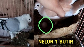 perkembangan jodohan merpati hias blunet dan puter tangerine betina || baru nelur 1