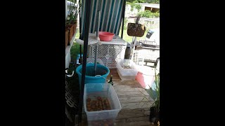 Part two- Garden Harvest-5-19-24 | Cleaning the Greenbeans Collards Potatoes Onions | Shade Screen