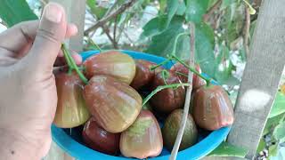 Tips Agar Jambu Air Berbuah Lebat Tanpa Mengenal Musim⁉️#fruit #jambuair #petanimuda #diygarden