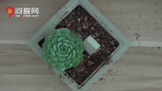 How to make  simply cement plant pot with Succulent