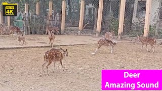 Deer Amazing Sound Video Animal Theater Deer Sound Video