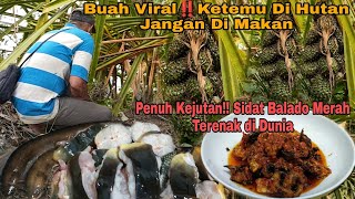 Buah Viral‼️ Ketemu Di Hutan Jangan Di Makn