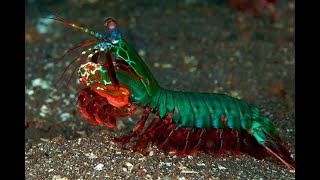 Feed and Grow: Fish Mantis Shrimp Review