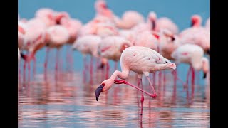 Djerba, l'isola dei fenicotteri rosa