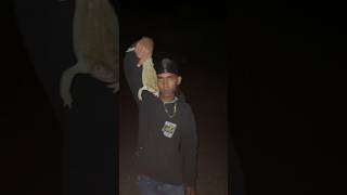 Giant amphibians caught in AZ