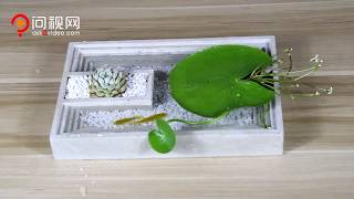 DIY cement pot with plants and fish to beautify your room,more green,more funny