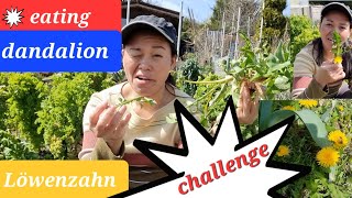 eating dandalion #challenge! lots of benefits!