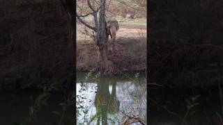 The Elephant Sanctuary | Debbie Browsing