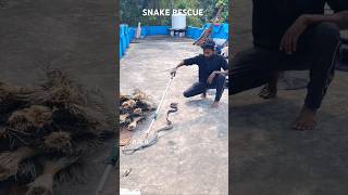 NATIA COMEDY SAPUA KELA SNAKE RESCUE// KANSA RA GHARANI PADMABATI RANI