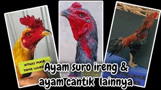 AYAM SURO IRENG & AYAM PAVORIT LAINNYA.