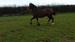 Flashy Welsh Cob mare for sale. Galonboy Bonny SOLD