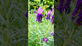 Lavendel mit Hummel (in 4K)  #lavender #bumblebee #nature #summer