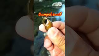 trumpet snail #shorts #snail