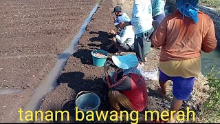 proses penanaman bawang merah pertama kali