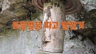 3년차 토종벌 초보, 토종벌키우기,토종벌받기,토종벌채밀