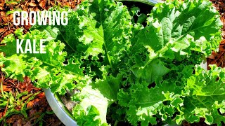 How to grow kale at home from planting to harvest - try this