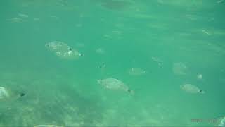 Snorkeling at Cala Capitán 7-9-18