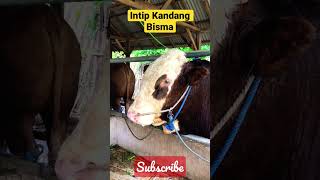 Intip Kandang Bisma #shorts #sapi #pemburusapiimpian