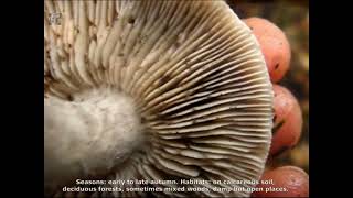 Tricholoma bresadolanum. Champimaginatis. English Text.