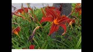 LIRIOS DE UN DIA (Hemerocallis fulva)