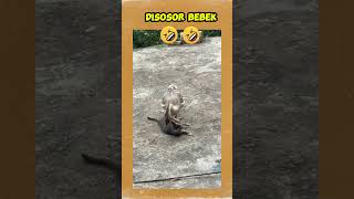 TOLONG MAK AKU DISOSOR BEBEK #shortvideo #lucu #shorts