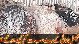 لڈن منڈی کے فریش ریٹ Fresh rates of ludan market