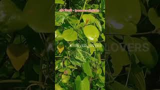 How to identify क्षीर विदारी? Ipomoea digitata#ayurvedlovers #ayu #ayureel #medicinalplant