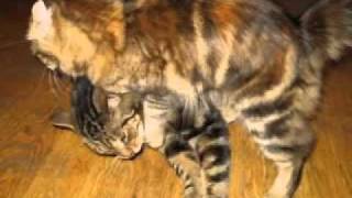 Cat Sings a Song the Tyin song