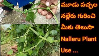 మూడు పచ్ఛల నల్లేడ ను నల్లేరు అని అంటారు || Nalleru Plant Use ...