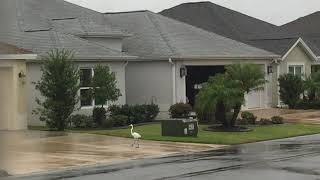 White heron braves Hurricane Ian