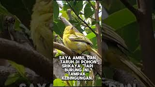 Burung kecil ini masuk ke dalam rumah dan ketika di bawa keluar  tidak mau terbang #burung #hijau