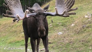 Skullaryds Älgpark, Eksjö