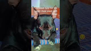 jaanvaro ki bhi koi jindgi nhi h Paida hote hi apni maa se dur ho jate h 😭#pitbull #trending