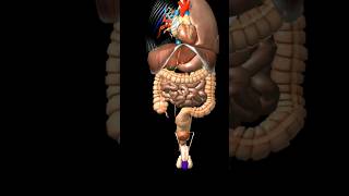 Human Anatomy  3D Animation video #shorts #tranding #anatomy