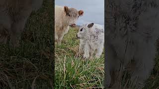 lucy investigating #cowfie #adopt