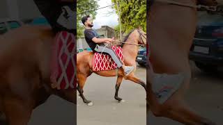 Horse Chaal #harzamanamerehussainkahai #horselover #horse #animals #horseriding #