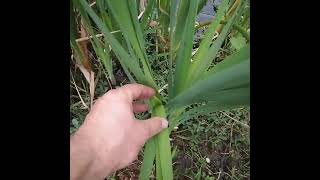 Cattail shoot