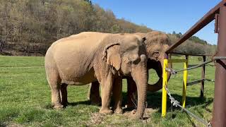 The Elephant Sanctuary | Minnie's Rumbles