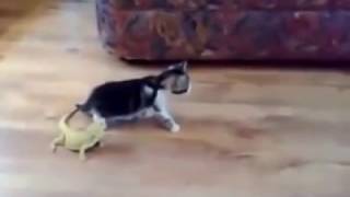 شاهد رد فعل القطة امام السحلية 🤪🐾FuNny kitten vs lizards🐾🤪