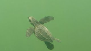 A Baby Sea Turtle Takes A Dive!