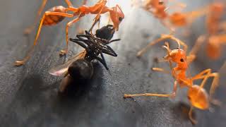 Weaver Ants feast #shorts #trending