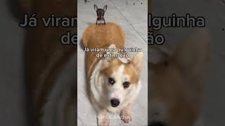 #animaisfofos #animais #animals #animal #fofo #cuteanimals #funny #funnyanimals #animaisengraçados