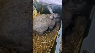 co-parenting #rabbitcolony #cuteanimals #permaculture #rabbitfarming #homestead