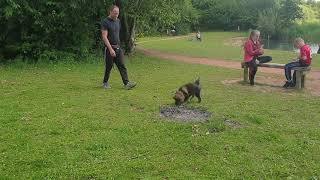 Finnish lapphund Freya and her son Tukka